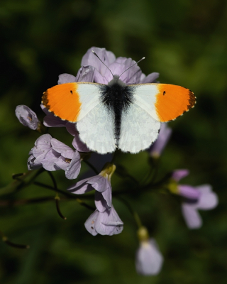 <i class='fa fa-user'></i>&nbsp;Johan van Gurp&nbsp;|  Oranjetipje&nbsp; <i class='fa fa-eye'>&nbsp;80</i> &nbsp; <i class='fa fa-comment-o'>&nbsp;6</i>