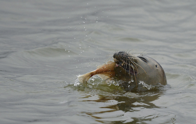 <i class='fa fa-user'></i>&nbsp;Eric Gibcus&nbsp;|  Gewone Zeehond&nbsp; <i class='fa fa-eye'>&nbsp;149</i> &nbsp;<i class='fa fa-thumbs-up'>&nbsp;2</i> &nbsp; <i class='fa fa-comment-o'>&nbsp;7</i>