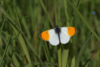 <i class='fa fa-user'></i>&nbsp;Ad Sprang&nbsp;|  Oranjetipje&nbsp; <i class='fa fa-eye'>&nbsp;104</i> &nbsp;<i class='fa fa-thumbs-up'>&nbsp;4</i> &nbsp; <i class='fa fa-comment-o'>&nbsp;6</i>
