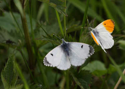 Druk om elkaar heen cirkelend kwamen deze twee Oranjetipjes aangevlogen. Het vrouwtje landde uiteindelijk laag in de vegetatie, straks naast het wandelpad. Het mannetje bleef wat om haar heen cirkelen, waarop het vrouwtje het achterlijf omhoog stak ten teken dat de toenadering niet gewenst was. Kortstondig landde het mannetje naast de beoogde partner.
Veel tijd voor fotos was er niet want direct erna kozen beiden weer het luchtruim en landden samen in een struikje, net aan de andere kant van het slootje waarlangs ze hier op de foto zaten.
Omdat de vlinders niet evenwijdig aan elkaar zaten was dit beeld het maximaal haalbare in de korte tijd (slechts twee fotos) dat dit tafereel duurde.
Het vrouwtje was hier nog kakelvers, het mannetje daarentegen had al wat kilometers op de teller.
Wel weer kenmerkend voor veel van mijn vlinderfotos, deze niet steriele setting.