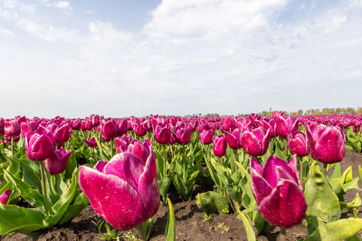 Het moest er toch een keer van komen, ik ben vandaag op pad geweest voor de Tulpen, wat is het toch en pracht die bloemen op de velden.