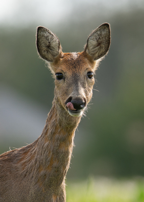 Close-up van Ree. Zitten aan de zijkant van het weiland kwam deze ree steeds dichterbij. Een half uur lag zij op 20 meter afstand te rusten. Daarna besloot zij nog dichterbij te komen waardoor ik deze close-up kon maken.