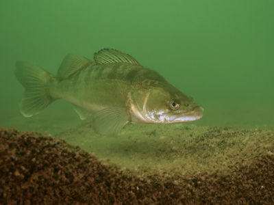 <i class='fa fa-user'></i>&nbsp;Vincent Rijnbende&nbsp;|  Snoekbaars&nbsp; <i class='fa fa-eye'>&nbsp;171</i> &nbsp;<i class='fa fa-thumbs-up'>&nbsp;16</i> &nbsp; <i class='fa fa-comment-o'>&nbsp;10</i>