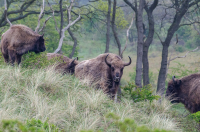 <i class='fa fa-user'></i>&nbsp;Eef Kieft&nbsp;|  Wisent&nbsp; <i class='fa fa-eye'>&nbsp;123</i> &nbsp;<i class='fa fa-thumbs-up'>&nbsp;1</i> &nbsp; <i class='fa fa-comment-o'>&nbsp;9</i>