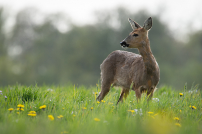 Nog maar een foto van deze reegeit van afgelopen maandag. Twee uur lang van heel dichtbij kunnen observeren en dat leverde totaal 350 foto's op. Het uitzoeken van alle foto's en keuzes maken welke ik graag met jullie wou delen was erg lastig. Vandaar dat ik het niet kon laten om nog n te delen.