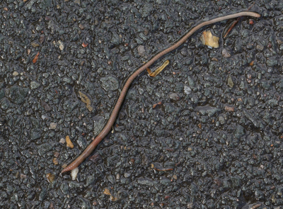 Het was een kletsnatte middag, de regen stroomde bij vlagen over de straten. Direct toen het droog werd naar buiten gegaan en deze Regenworm, het diertje doet z'n naam eer aan, kroop over het asfalt van een voor auto's doodlopende weg. Vanaf statief een aantal foto's kunnen maken, je blijft echter wel verplaatsen want de worm hield niet in.
Verbaasde blikken van voorbijgangers bij iemand die ogenschijnlijk asfalt staat te fotograferen. Na de foto's de Regenworm opgepakt en een eindje uit de kant in het natte gras neergezet, dit om te voorkomen dat het diertje de oversteek niet zou overleven.
Ik schat de lengte van dit exemplaar op zo'n cm.