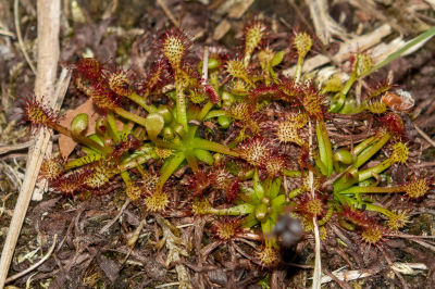 De Ronde Zonnedauw is nog amper te zien maar met een Macroopname en HSS flits zie je een oorlogsveld waar de nodige insecten al hun graf gevonden hebben. Ook het doel is in beeld. De jonge knop die al boven de plant uitsteekt en het scherpteniveau overstijgt.