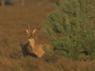 Vandaag eindelijk weer eens wat tijd aan fotografie kunnen besteden. Lopend over de hei kwam ik deze bok tegen. Hij heeft al n stang afgeworpen.