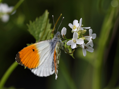 <i class='fa fa-user'></i>&nbsp;Ad Sprang&nbsp;|  Oranjetipje&nbsp; <i class='fa fa-eye'>&nbsp;96</i> &nbsp;<i class='fa fa-thumbs-up'>&nbsp;7</i> &nbsp; <i class='fa fa-comment-o'>&nbsp;7</i>