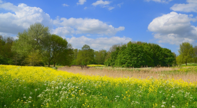 <i class='fa fa-user'></i>&nbsp;B.M.Schouten-Ruis&nbsp;|  Landschap Schollebos&nbsp; <i class='fa fa-eye'>&nbsp;96</i> &nbsp;<i class='fa fa-thumbs-up'>&nbsp;4</i> &nbsp; <i class='fa fa-comment-o'>&nbsp;7</i>