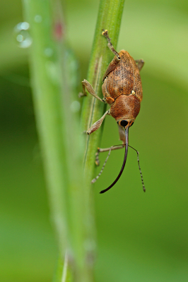 <i class='fa fa-user'></i>&nbsp;Pieter  LJ&nbsp;|  Kleine Eikelboorder&nbsp; <i class='fa fa-eye'>&nbsp;108</i> &nbsp;<i class='fa fa-thumbs-up'>&nbsp;4</i> &nbsp; <i class='fa fa-comment-o'>&nbsp;7</i>