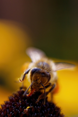 De macro opname van deze honingbij in de achtertuin is gemaakt met een 25 mm lens MFT en een MEIKE tussenring. Ik had geluk dat de bij nt zijn tong uitstak