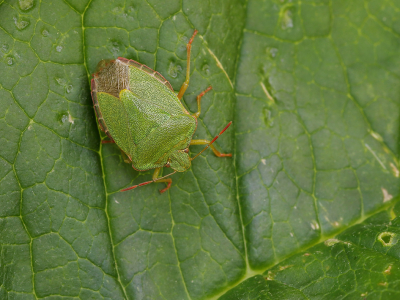 <i class='fa fa-user'></i>&nbsp;Ad Sprang&nbsp;|  Groene Schildwants&nbsp; <i class='fa fa-eye'>&nbsp;64</i> &nbsp;<i class='fa fa-thumbs-up'>&nbsp;3</i> &nbsp; <i class='fa fa-comment-o'>&nbsp;3</i>
