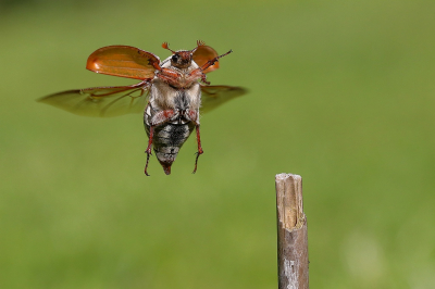 Na 3 jaar proberen is het nu dan eindelijk gelukt: een vliegende meikever fotograferen. De schaarse foto's die ik op internet kan vinden van meikevers die echt los in de lucht vliegen zijn o.a. van Ren Krekels. Hij werkt met high-speed fotografie met speciale flitsers die tot 1/20.000 seconde kunnen belichten en een automatische sluiter wanneer er een kever door een laserstraaltje vliegt. Die high-tech apparatuur heb ik niet en het leek me wel een uitdaging te bewijzen dat het ook gewoon uit de hand kan: door scherp te stellen op de kever en op het moment van opvliegen de ontspanknop ingedrukt te houden en de camera snel een paar beelden achter elkaar te laten maken. Mijn macro ringflitser kan niet sneller dan 1/250 seconde en dat is niet snel genoeg om de beweging te bevriezen. Dus de enige optie was om niet te flitsen en bij volle zon een hoge sluitersnelheid te kiezen ten koste van een hoge ISO. Ontelbaar veel mislukte foto's verder, was er dan toch een meikever vrouwtje dat op het juiste moment in het smalle scherpstelvlak wilde vliegen. Een kwestie van veel geluk, doorzetten en er ondanks alles in blijven geloven...