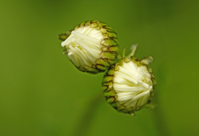 <i class='fa fa-user'></i>&nbsp;Cor&nbsp;|  Gewone Margriet&nbsp; <i class='fa fa-eye'>&nbsp;73</i> &nbsp;<i class='fa fa-thumbs-up'>&nbsp;9</i> &nbsp; <i class='fa fa-comment-o'>&nbsp;10</i>