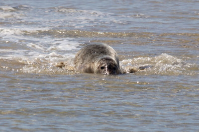 een dagje mee met de TS3 om garnalen te vissen (niks voor mij) en zeehonden kijken (zeker wat voor mij) zagen we dus weer lekker vee zeehonden liggen en gek doen. Heb er zelfs 1 zien zwaaien met zijn vin.
Deze Zeehond lag op het zand en wilde ook naar de Boot toekomen en had er moeite mee, wat voor mij wel een leuk plaatje opleverde.