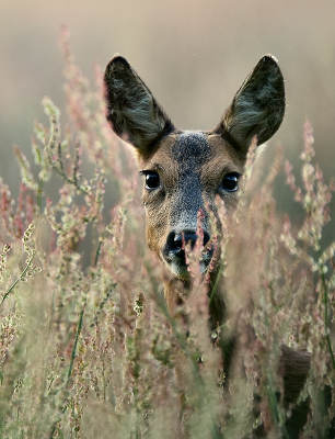 Gisterenavond nog op pad geweest om reen te fotograferen. Ik as bijna terug bij de auto (22.08) toen ik deze reegeit op enkele meters zag staan.
Omdat het al aardig donker was heb ik mijn camera van het statief gehaald en ben op een stabiel zandheuveltje gaan liggen. De camera lag erg stevig en de reegeit stond roerloos waardoor ik besloot de iso toch laag te houden. De exifgegevens zijn dan misschien ook wel het leukst aan deze foto.