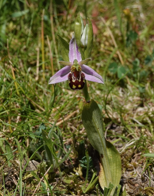 <i class='fa fa-user'></i>&nbsp;ko katsman&nbsp;|  Bijenorchis&nbsp; <i class='fa fa-eye'>&nbsp;90</i> &nbsp;<i class='fa fa-thumbs-up'>&nbsp;3</i> &nbsp; <i class='fa fa-comment-o'>&nbsp;2</i>