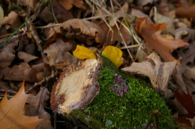 Heeft iemand enig idee? Ik dacht zelf in 1e instantie aan Gele Trilzwam (Tremella mesenterica) maar ben daar toch niet zo zeker van...