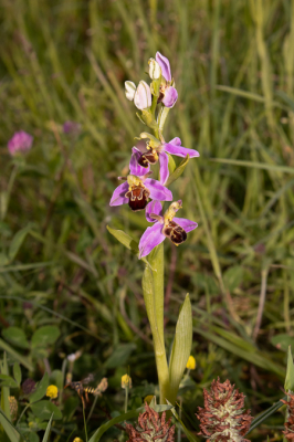 Deze Bijenorchis heeft 3 bloemen die allemaal een andere kant opstaan. Zo kun je ze van alle kanten goed bekijken.