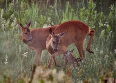 Ik dacht eigenlijk dat ik deze foto al eerder geupload had maar ik kan he nergens terugvinden. Een mooi moment tussen reegeit, smalree en kalfje.