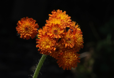 <i class='fa fa-user'></i>&nbsp;ko katsman&nbsp;|  Oranje Havikskruid&nbsp; <i class='fa fa-eye'>&nbsp;74</i> &nbsp;<i class='fa fa-thumbs-up'>&nbsp;2</i> &nbsp; <i class='fa fa-comment-o'>&nbsp;1</i>