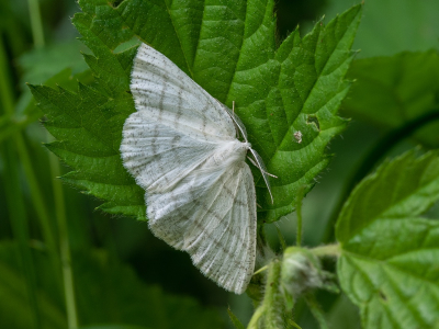 <i class='fa fa-user'></i>&nbsp;Tim Oord&nbsp;|  Witte Grijsbandspanner&nbsp; <i class='fa fa-eye'>&nbsp;42</i> &nbsp;<i class='fa fa-thumbs-up'>&nbsp;2</i> &nbsp; <i class='fa fa-comment-o'>&nbsp;2</i>