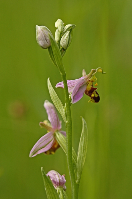 <i class='fa fa-user'></i>&nbsp;Cor&nbsp;|  Bijenorchis&nbsp; <i class='fa fa-eye'>&nbsp;99</i> &nbsp;<i class='fa fa-thumbs-up'>&nbsp;12</i> &nbsp; <i class='fa fa-comment-o'>&nbsp;10</i>