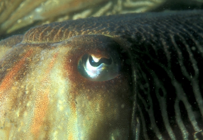 <i class='fa fa-user'></i> Eric Gibcus | Gewone Zeekat  <i class='fa fa-eye'> 154</i>   <i class='fa fa-comment-o'> 2</i>
