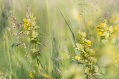 Omdat ik het zo'n leuke, mooi en fotogenieke plant vind, plaats ik nog een grote ratelaar foto.