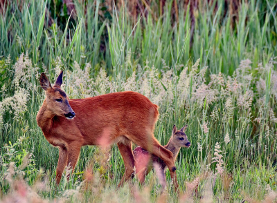 Het kalfje is hier pas 1 dag oud. Mijn fotomaatje trof ze een dag eerder met de nageboorte er nog half ut.