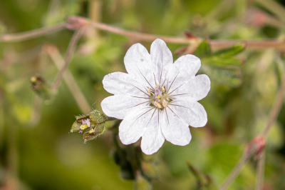 De Bermooievaarsbek is geen algemene soort maar komt ook soms spontaan op in tuinen. Het heeft mooie bloempjes met mooie aderen. De uitgebloeide bloem geeft ook een mooi plaatje.