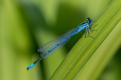 Een Azuurwaterjuffer in vol ornaat met ook duidelijk de haren zichtbaar