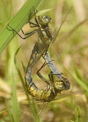 Omdat ik meestal overdag fotografeer tref ik de meeste Libellen aan in hun dagelijkse activiteiten.  Dit stelletje bleef stil hangen in het gras.  Het voortbrengen van nageslacht is een wonder te noemen maar is in dit geval tot kunst verheven.