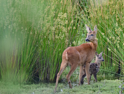 De maand juni vind ik persoonlijk de mooiste maand om reewild te fotograferen. De setting is vaak prachtig, de verharing is achter de rug zodat ze hun mooie zomervacht hebben en er zijn kalfjes geboren. Vanmorgen had ik een geluksmomentje.