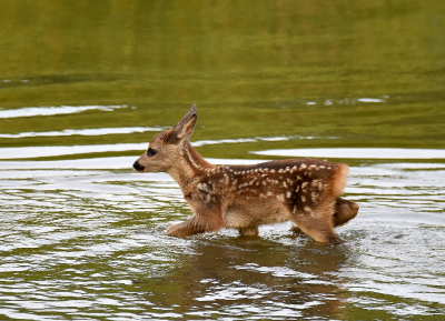 Gisterenavond genoten van twee reekalfjes die door het water liepen achter de geit aan. k had de geit al eerder gezien met steeds 1 kalfje maar gisteren bleek dus dat ze er toch twee had.