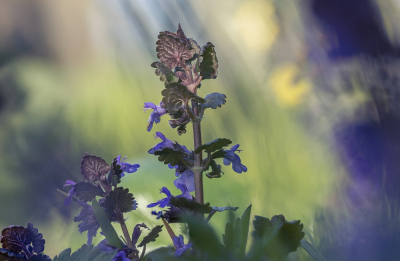 Deze paarse dovenetels staan overal en geven mogelijkheid tot experimenten. In het ochtendlicht de plant in de schaduw gehouden en gezocht naar een kleurrijk voorjaarsspektakel.