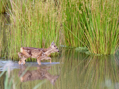 Vanavond weer genoten van een reekalfje dat achter moeder aan de plas doorging.