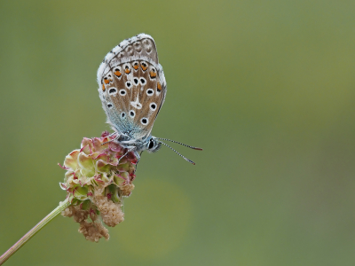 Tijdens de wandeling kwam ik dit vlindertje tegen. Met meerderen gekeken of het Adonis of Icarus was. We zijn van mening Adonis vanwege de blokken in de witte rand.
Andere mening? Laat het weten ;-)