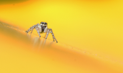 <i class='fa fa-user'></i>&nbsp;David Ruijs&nbsp;|  Springspin sp.&nbsp; <i class='fa fa-eye'>&nbsp;105</i> &nbsp;<i class='fa fa-thumbs-up'>&nbsp;12</i> &nbsp; <i class='fa fa-comment-o'>&nbsp;10</i>