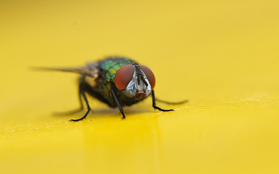 Deze vleesvlieg kwam even op visite op mijn fietstas.
Het was voor mij een kans om hem te fotograferen.