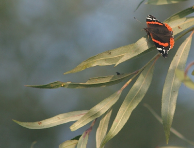 <i class='fa fa-user'></i>&nbsp;luc hoogenstein&nbsp;| Atalanta&nbsp; <i class='fa fa-eye'>&nbsp;235</i> &nbsp; <i class='fa fa-comment-o'>&nbsp;2</i>