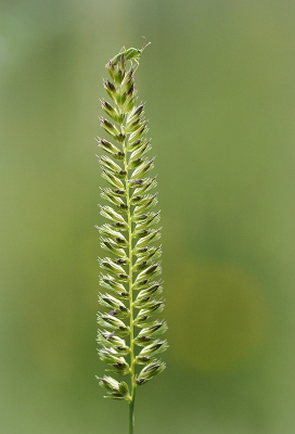 <i class='fa fa-user'></i>&nbsp;Nel R&nbsp;|  Groene Appelwants&nbsp; <i class='fa fa-eye'>&nbsp;86</i> &nbsp;<i class='fa fa-thumbs-up'>&nbsp;5</i> &nbsp; <i class='fa fa-comment-o'>&nbsp;3</i>