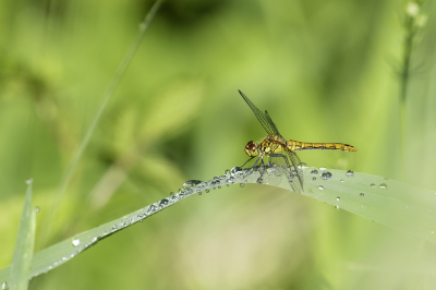 Het was er warm en vochtig na al de regen van gisteravond/nacht. Her en der nog wat plassen en op de bladeren druppels die in de zon mooi schitterden. Libellen en vlinders, o.a. Grote Vos en Kleine Wintervlinder, vlogen rond, vogels lieten zich horen. Al met al een mooie ochtend voor een wandeling.
Deze Bloedrode Heidelibel werkte goed mee.