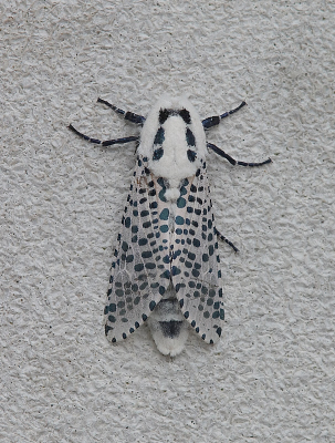 Vanmiddag had ik een afspraak bij de opticien, toen ik de voordeur opende zat deze mooie vlinder vlak voor de drempel en was er bijna op gaan staan. Ongeveer 3 cm lang en voor mij een nieuwe soort.