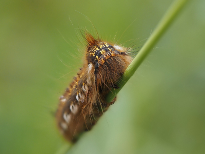 Op zoek naar vlinders, nauwelijks gevonden.
Bij toeval ontdekte ik deze rups.
Hier maar een poosje mee bezig geweest.