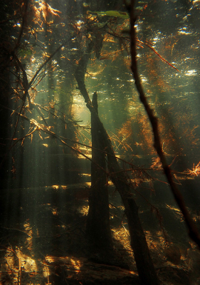 <i class='fa fa-user'></i>&nbsp;Eric Gibcus&nbsp;|  Onderwaterbos&nbsp; <i class='fa fa-eye'>&nbsp;104</i> &nbsp; <i class='fa fa-comment-o'>&nbsp;1</i>
