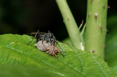 Ik dacht even dat een mier een larve te pakken had genomen, maar dit is een Spinnendoder die een Spin verorbert. Dat had ik nog nooit gezien.Aparte latijnse naam trouwens: 'carbonarius' is vleeseter.