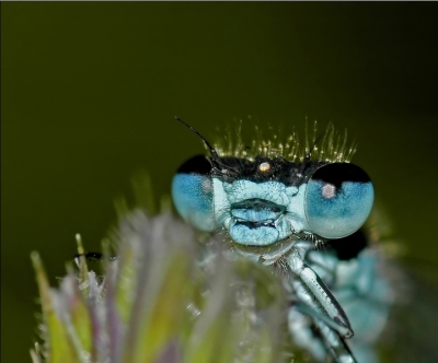 Zelfde juffer als mijn vorige upload in dit album alleen lekker close!

Gemaakt met Nikon D70s, Nikor 105mm,Soligor converter 2x.
Iso 200, f14, 1/200
