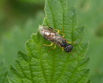 <i class='fa fa-user'></i>&nbsp;Tim Oord&nbsp;|  Pamphilius hortorum&nbsp; <i class='fa fa-eye'>&nbsp;53</i> &nbsp;<i class='fa fa-thumbs-up'>&nbsp;1</i> &nbsp; <i class='fa fa-comment-o'>&nbsp;2</i>